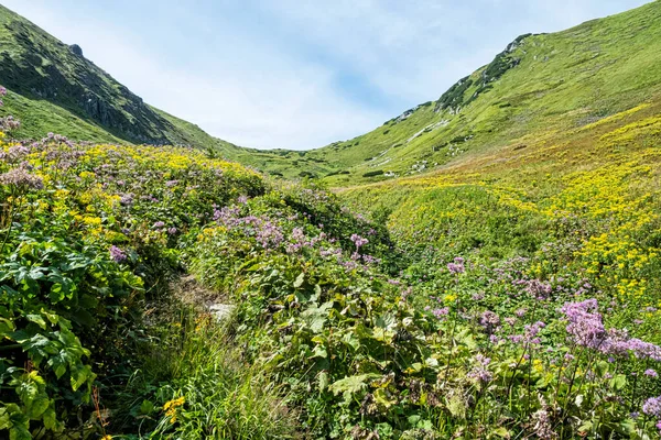 Flowering Meadow Monkova Valley Belianske Tatras Mountain Slovak Republic Seasonal — Stock Photo, Image