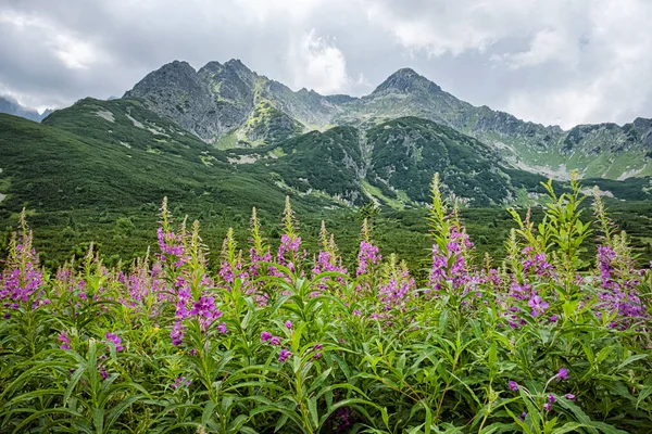 High Tatras Scenery Medodoly Slovakia Republic Seasonal Natural Scene Travel — Stock Photo, Image