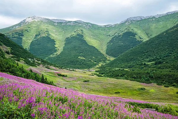 Flowering Meadow Belianske Tatras Mountain Slovak Republic Seasonal Natural Scene — Stock Photo, Image