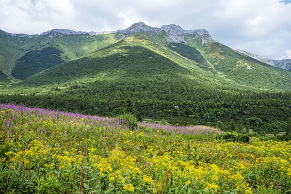 Flowering Meadow Belianske Tatras Mountain Slovak Republic Seasonal Natural Scene — Stock Photo, Image