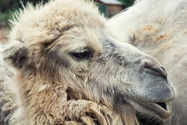 Bactrian camel portrait — Stock Photo, Image
