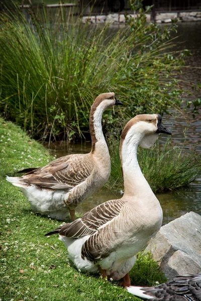 Paire d'oies des cygnes — Photo