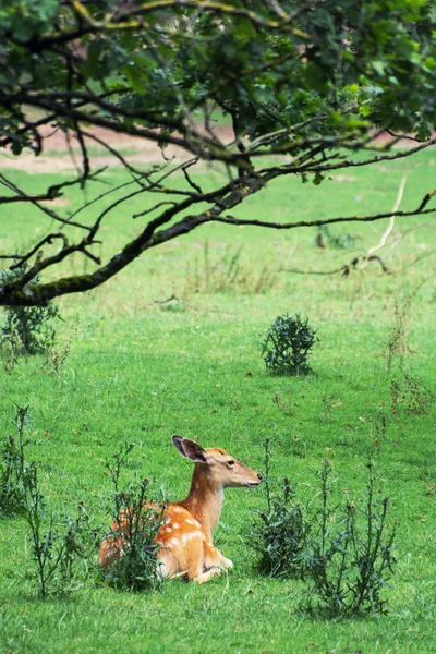 O cervo de pousio (Dama dama ) — Fotografia de Stock