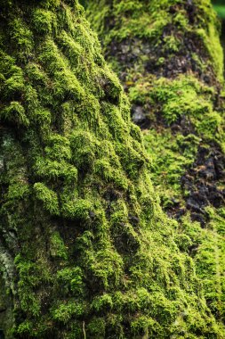 Moss büyümüş ağaç