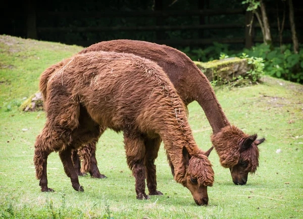 Alpaca (Vicugna pacos) — Fotografia de Stock