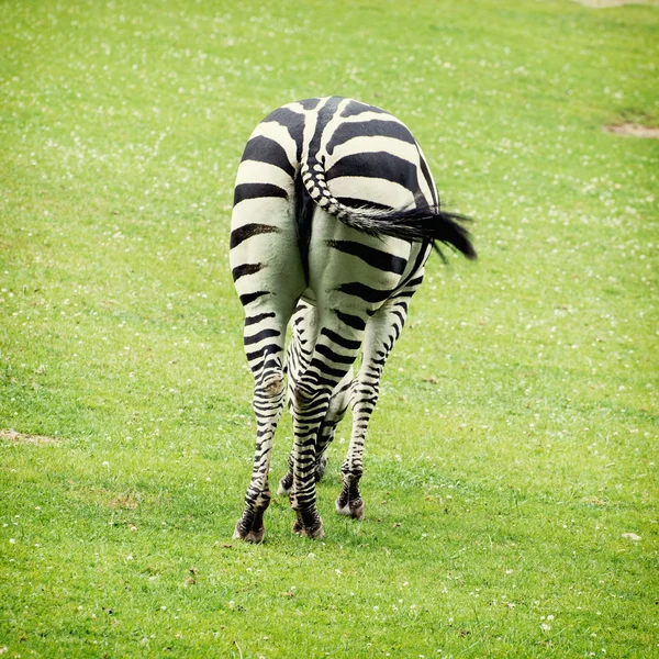 Dikiz zebra — Stok fotoğraf