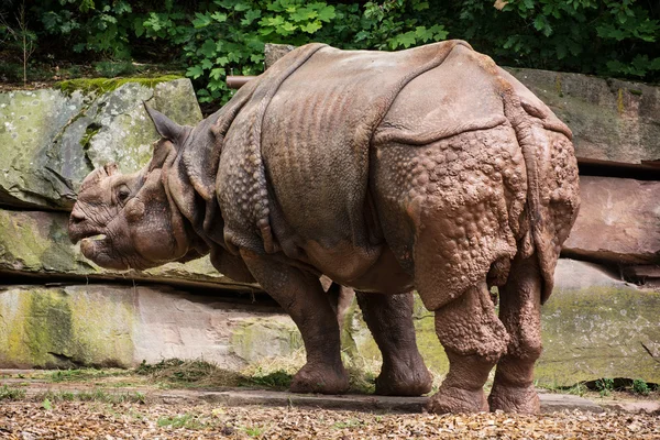 Rhinocéros d'Inde (Rhinoceros unicornis) ) — Photo