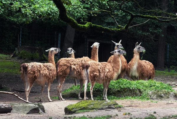 Rebanho de Guanaco llamas (Lama guanicoe ) — Fotografia de Stock