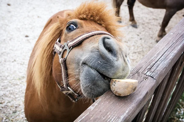 Primer plano del caballo miniatura falabella —  Fotos de Stock