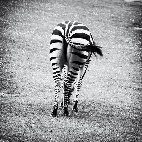 Visão traseira da zebra - foto em preto e branco — Fotografia de Stock