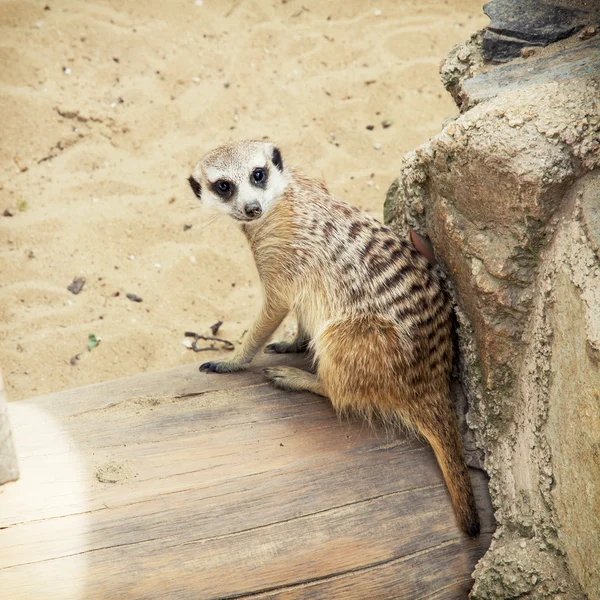 One Meerkat (Suricata suricatta) — Stock Photo, Image