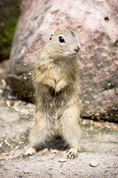 The European ground squirrel (Spermophilus citellus) — Stock Photo, Image