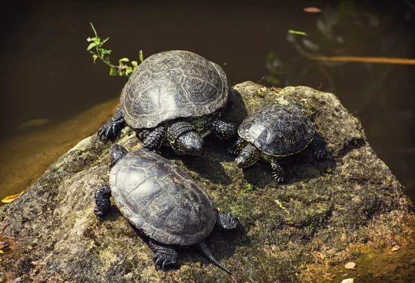 Europese vijver schildpadden zonnebaden op de rots — Stockfoto