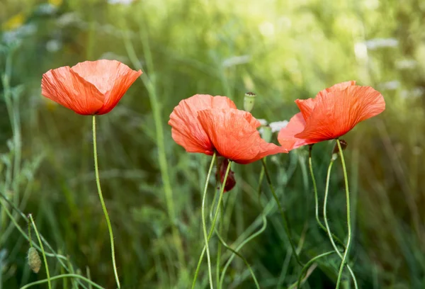 Papaver rhoeas red flowers — Stock Photo, Image