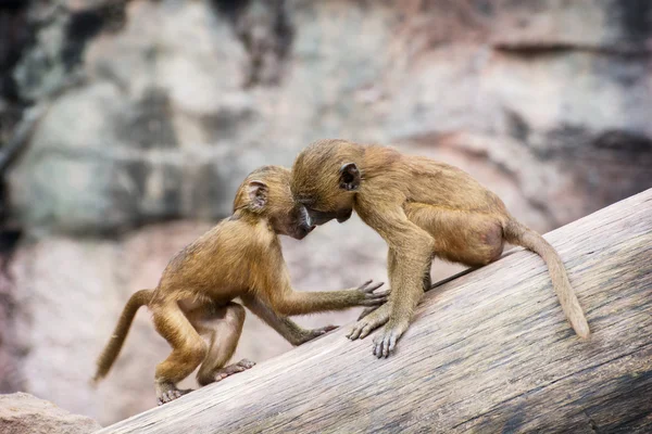 Dos cachorros de babuino de Guinea están jugando en el tronco del árbol — Foto de Stock