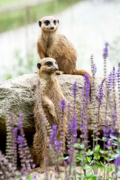 Surykatka lub surykatka (Suricata suricatta)) — Zdjęcie stockowe