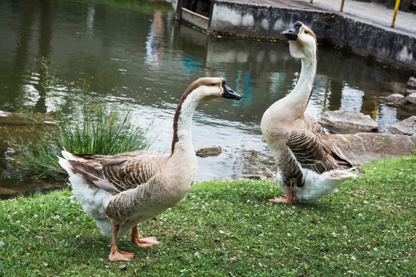 Dvojice husy Labutí poblíž jezera — Stock fotografie