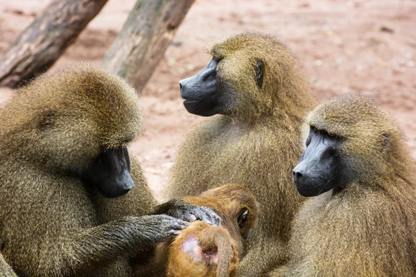 Guiné família de babuínos — Fotografia de Stock