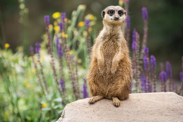 Meerkat is looking around — Stock Photo, Image