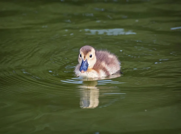 Pequeño patito —  Fotos de Stock