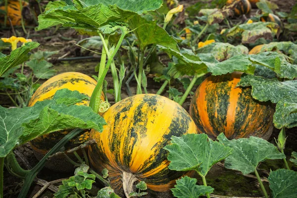 Pumpkin field in september — Stock Photo, Image