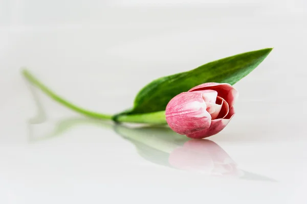 Red tulip with reflection — Stock Photo, Image