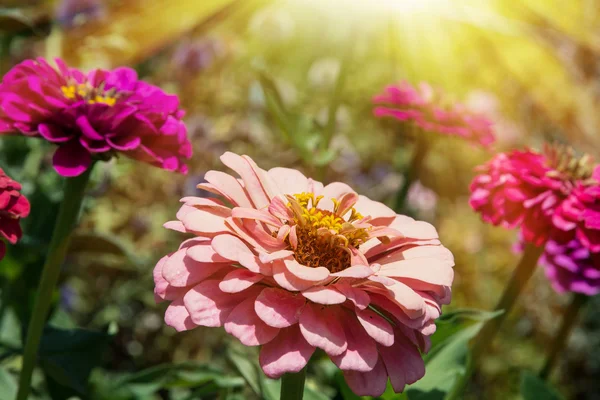 Blooming flowers of zinnia in yellow sun rays — Stock Photo, Image