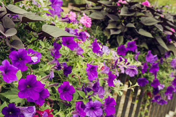 Flowerbed of purple flowers on a metal railing in the city — Stock Photo, Image