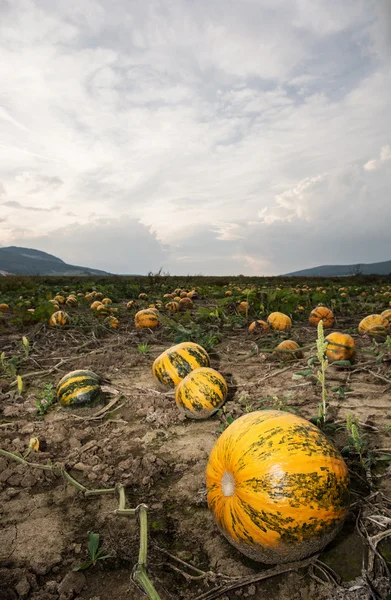 Pumpkin field and dramatic sky — Stock Photo, Image