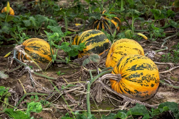 Ripe pumpkins in the field — Stock Photo, Image