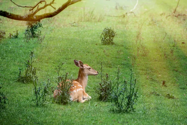 Le cerf de jachère (Dama dama) reposant dans l'herbe — Photo