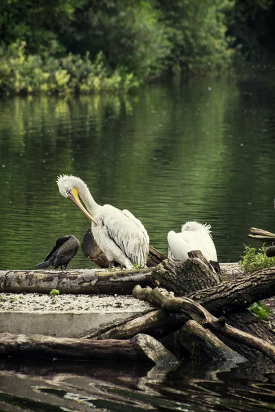 Groep van watervogels op het meer — Stockfoto