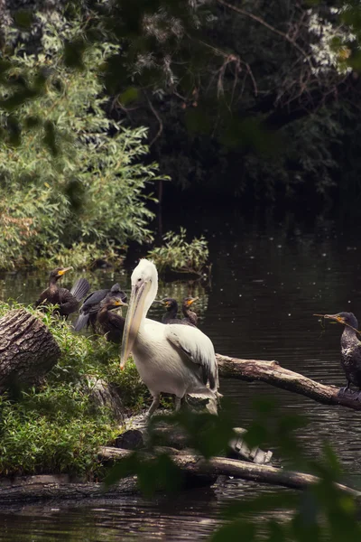 Group of waterfowl — Stock Photo, Image