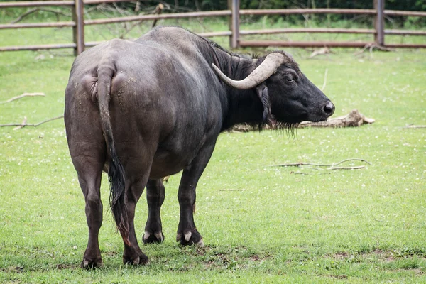 African buffalo (Syncerus caffer) — Zdjęcie stockowe