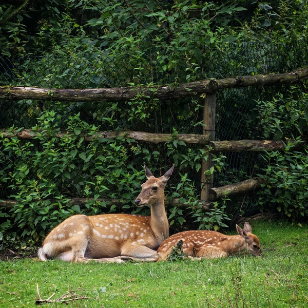 The fallow deer - cub with mother — Stock Photo, Image