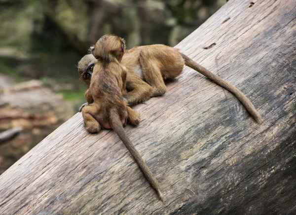 Twee grappige kleine welpen van bruine baviaan speelt op de boom-t — Stockfoto