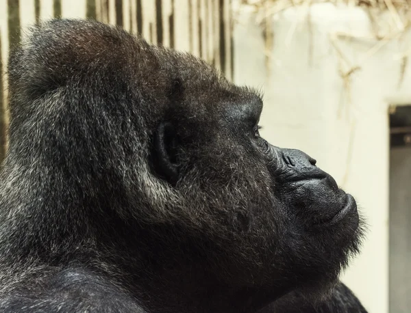 Western lowland gorilla portrait — Stock Photo, Image