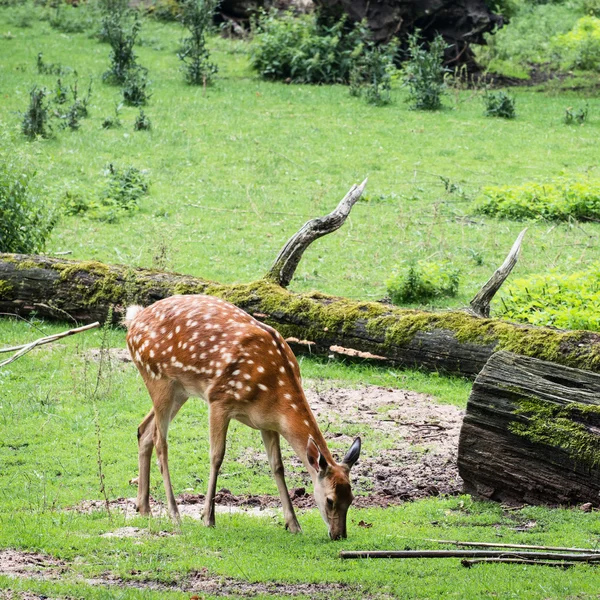 One Fallow deer is grazing — Stock Photo, Image