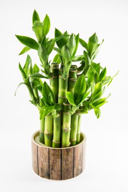 İzole şanslı bambu bitki