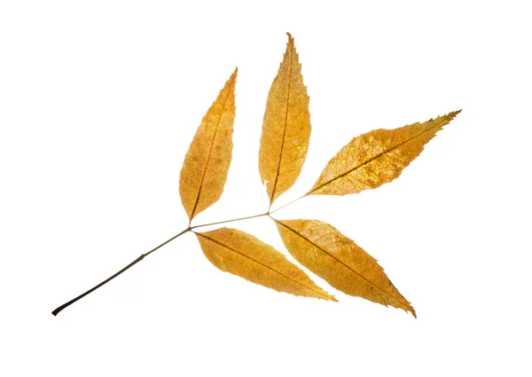 Isolerade hösten europeiska aska blad — Stockfoto