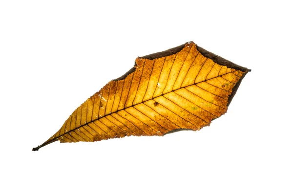 Feuille isolée de châtaignier d'automne — Photo