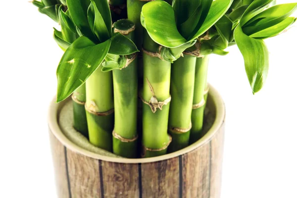 Gelukkige bamboe plant — Stockfoto