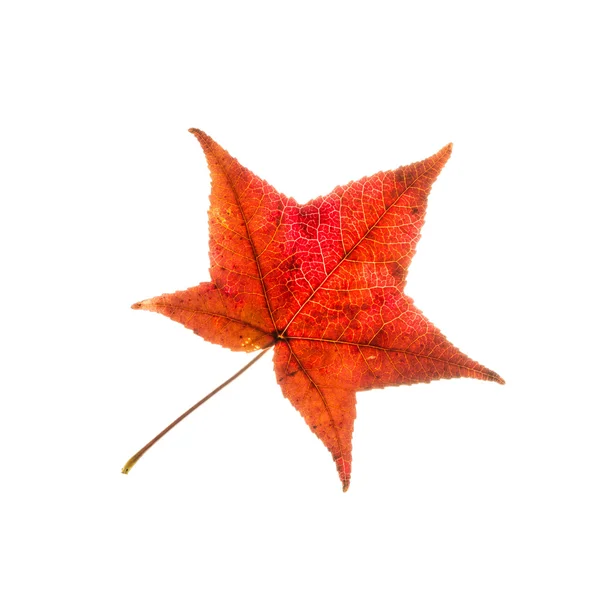 1 つの分離された赤い秋の葉 — ストック写真