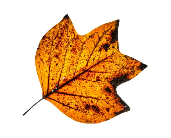 Изолированный трещины оранжевый осенний лист — стоковое фото