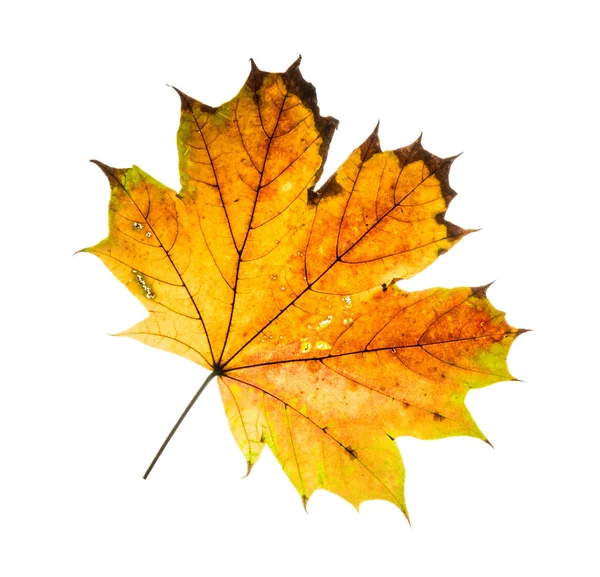 Gelb-orangefarbenes Herbst-Ahornblatt — Stockfoto