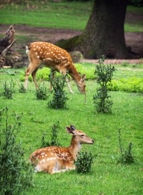 İki nadas geyikler dinlenme ve otlatma