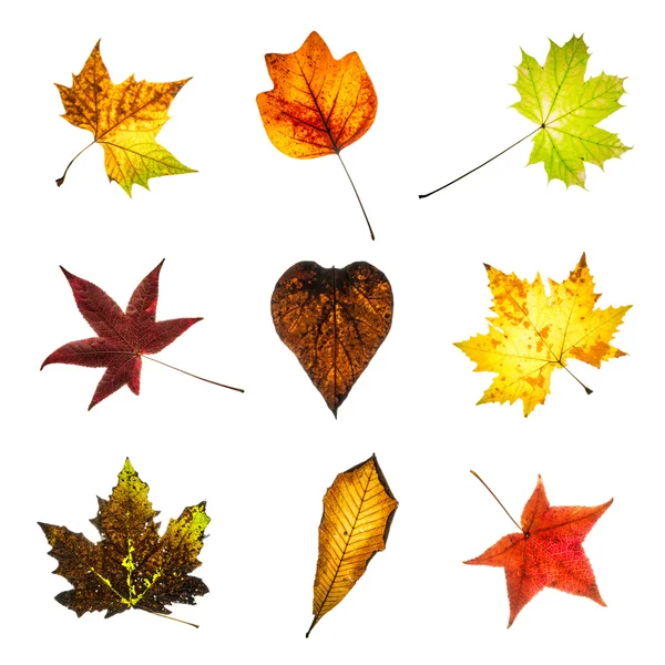 Collage van kleurrijke Herfstbladeren — Stockfoto