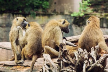 Guinea baboon family clipart