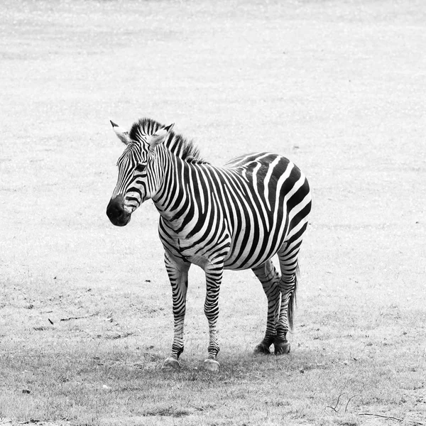 Zebra listrada preto e branco — Fotografia de Stock