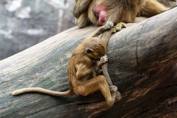Гвинейский детеныш бабуина висит и держится за хвост своей матери. — стоковое фото